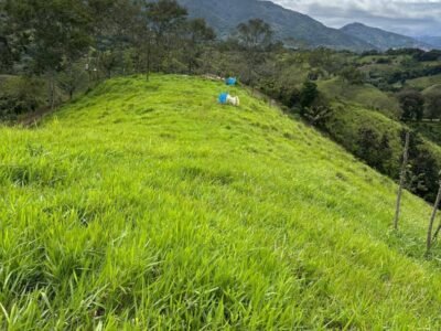 VENDO TERRENOS EN GUAREY LA VEGA