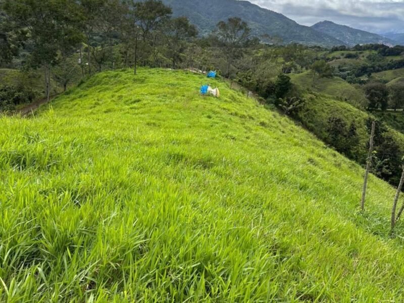VENDO TERRENOS EN GUAREY LA VEGA